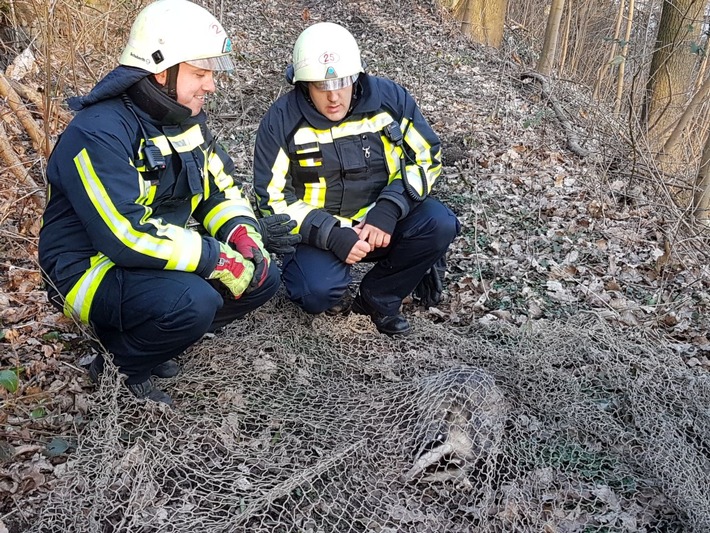 FW-BO: Verletzter Dachs in Bochum Stiepel gefangen - der Anfang einer langen Reise für das junge Wildtier...