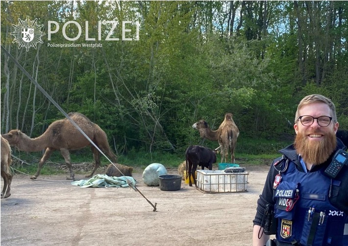 POL-PPWP: Ein Kamel als Ausbruchshelfer