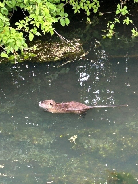 POL-PDLD: Hagenbach - Nutria verursacht Unfall
