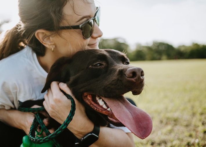 Luko-Auswertung zum Welthundetag: Der Labrador ist der am häufigsten versicherte Rassehund