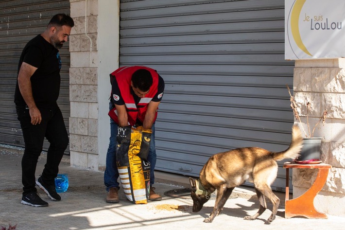 QUATRE PATTES au Liban: Aide d’urgence pour les refuges animaliers et les animaux errants qui meurent de faim