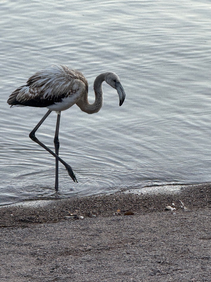 POL-FR: Folgemeldung zu: Seltener Besucher im Hochschwarzwald - "Tierischer Tourist" aus dem Süden macht Station am Titisee - Junger Flamingo möchte im Schwarzwald auf 845 m.ü.NHN übernachten.