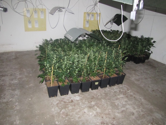POL-F: 120319 - 374 Fechenheim: Profi-Cannabisplantage ausgeräumt und Täter festgenommen - Fotos beachten!