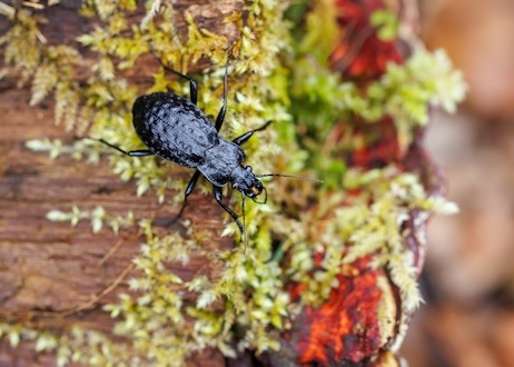PM Extrem seltener Käferfund in Niederbayern begeistert Experten