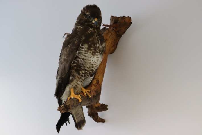 HZA-KI: Artenschutz kennt keine Grenzen - Zoll schützt bedrohte Tiere und Pflanzen