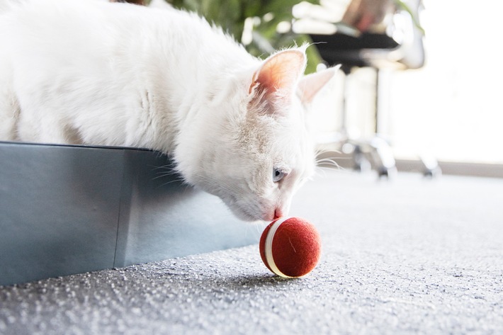 Neues Katzenspielzeug elektrisch und automatisch - dem Mini Ball kann keine Samtpfote widerstehen