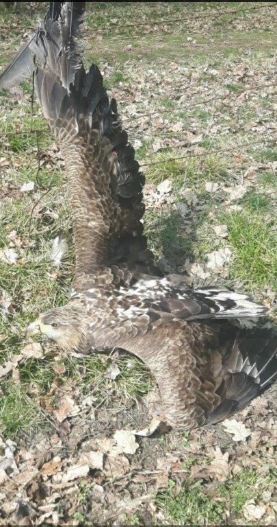 POL-HRO: Seeadler aus Wildschutzzaun gerettet