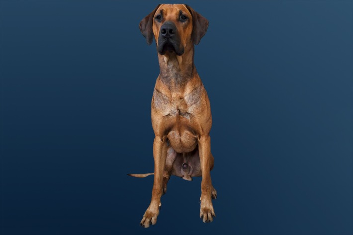 POL-LDK: Wo ist Simba? - Rhodesian Ridgeback in Wetzlar-Naunheim gestohlen