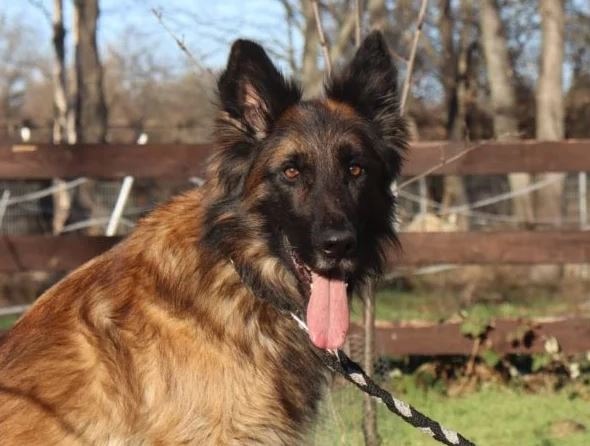 PM - Tierheimtier des Monats Januar - Schäferhund Merlin aus Halle sucht ein Zuhause