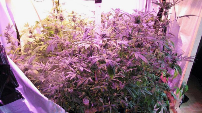 POL-SO: Rüthen - Cannabispflanzen in Mietwohnung