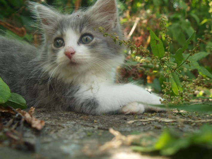 A l&#039;arrivée du printemps, QUATRE PATTES rappelle qu&#039;il faut stériliser les chats d’extérieur