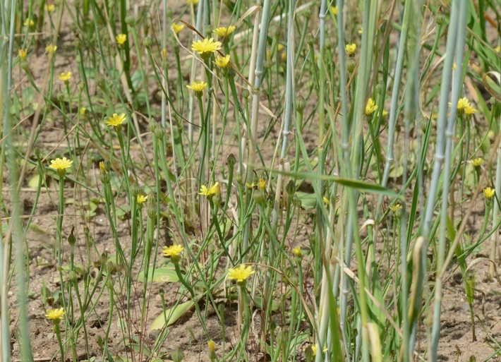 DBU: "Lämmersalat" im Authausener Wald