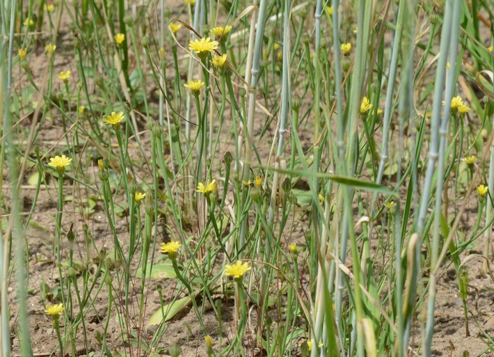 DBU: &quot;Lämmersalat&quot; im Authausener Wald