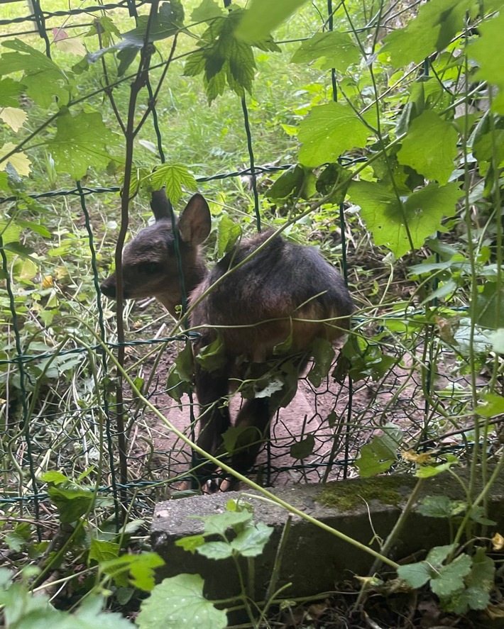 FW-DT: Tierische Rettung & Brandmeldeanlage