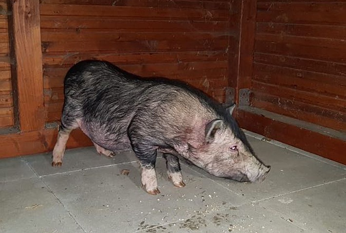 POL-HM: Nachtrag zu unserer Meldung "Hängebauchschwein aufgefunden - Wer kennt den Besitzer?": Foto hinzugefügt