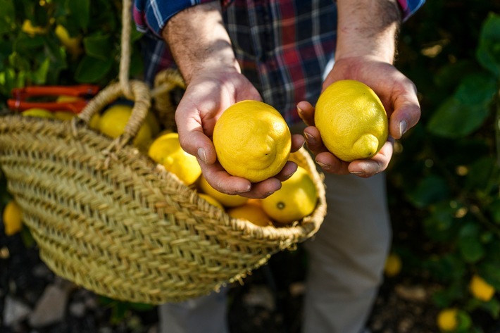 In Europa geerntete Zitronen gehören zu den Superfoods der mediterranen Ernährung, die sich am stärksten für den Kampf gegen den Klimawandel und die Bindung von Treibhausgasen engagieren. / Weiterer Text über ots und www.presseportal.de/nr/152034 / Die Verwendung dieses Bildes ist für redaktionelle Zwecke unter Beachtung ggf. genannter Nutzungsbedingungen honorarfrei. Veröffentlichung bitte mit Bildrechte-Hinweis.