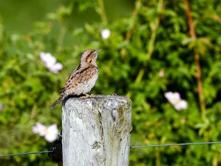 PM Für die Artenvielfalt im Rotachtal: Heinz Sielmann Stiftung legt neue Gewässer, Hecken und Streuobstwiesen an