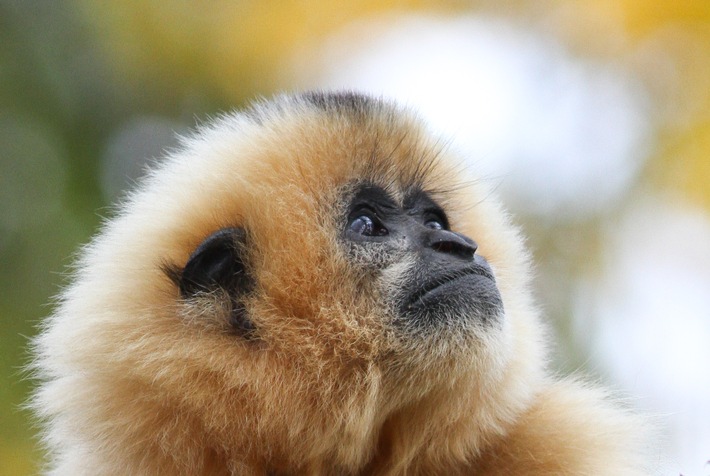 Mütter werden getötet, um Nachwuchs zu verkaufen / Der Gibbon ist das "Zootier des Jahres 2019"