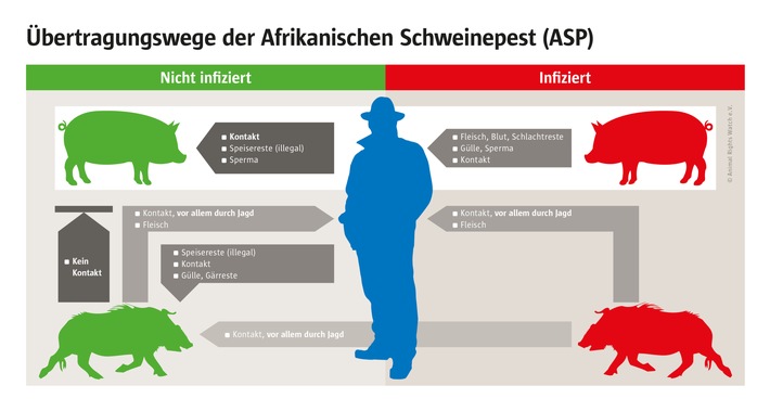 Politik treibt Ausbreitung der Schweinepest voran / Wildschweine als falscher Sündenbock - Bauern graben sich eigene Grube