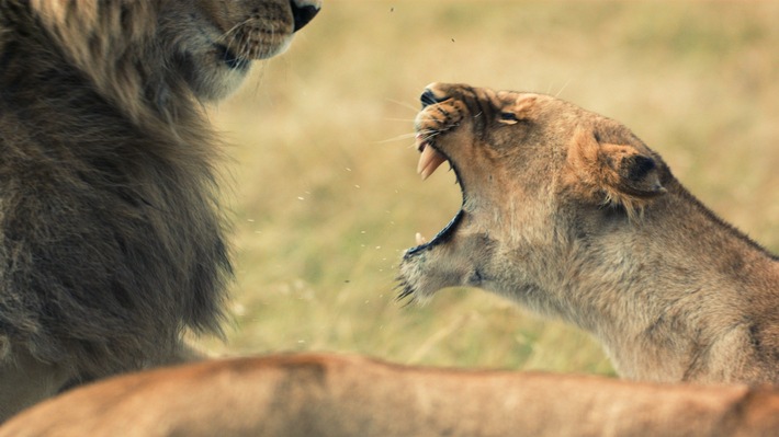 Brandgefährliche Begegnungen: National Geographic WILD begegnet im Mai den tödlichsten Jägern der Tierwelt