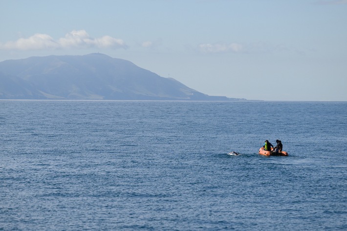 Nathalie Pohl is the first German woman to cross New Zealand&#039;s Cook Strait / Extreme swimmer braves the forces of nature