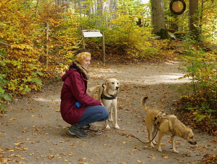 Herbstfeste sind kein Hundeplausch