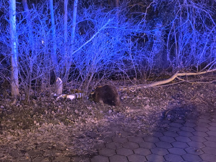 POL-RZ: Biber verursacht Verkehrsunfall