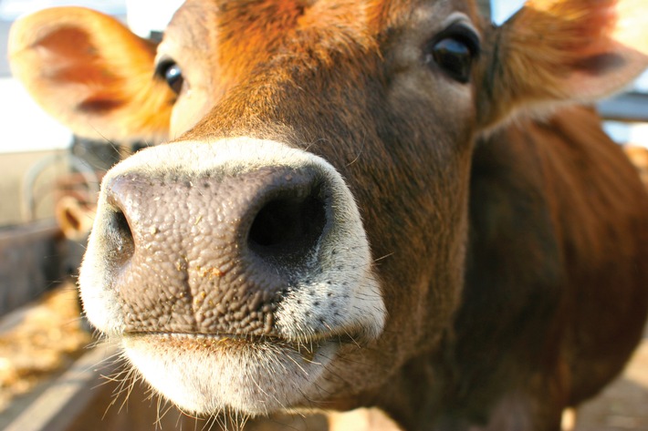 Frisch aus der Danone Molkerei: Fakten zum Tag der Milch (BILD)