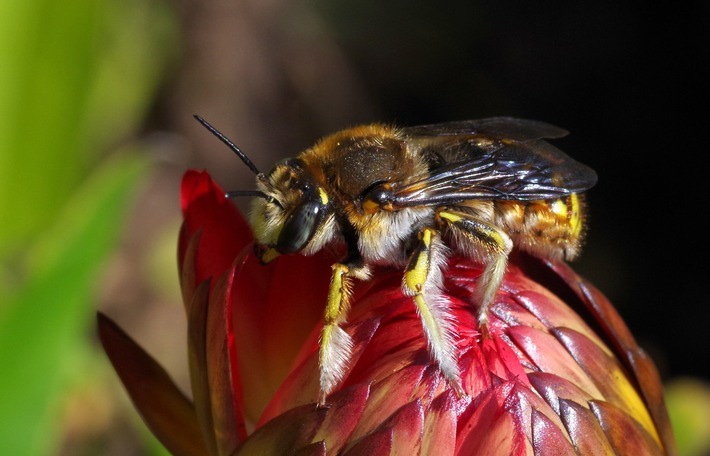 Schutz für die summenden Superhelden: Postcode Lotterie fördert 200 Bienenprojekte / Die Hälfte der Wildbienenarten, hier die Wollbiene, ist vom Aussterben bedroht. Ihre Bedeutung für das Ökosystem aber ist immens. / Weiterer Text über ots und www.presseportal.de/nr/41583 / Die Verwendung dieses Bildes ist für redaktionelle Zwecke unter Beachtung ggf. genannter Nutzungsbedingungen honorarfrei. Veröffentlichung bitte mit Bildrechte-Hinweis.