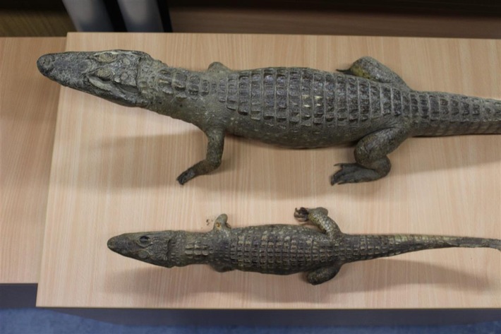 POL-PDKL: Zwei ausgestopfte Alligatoren aufgefunden