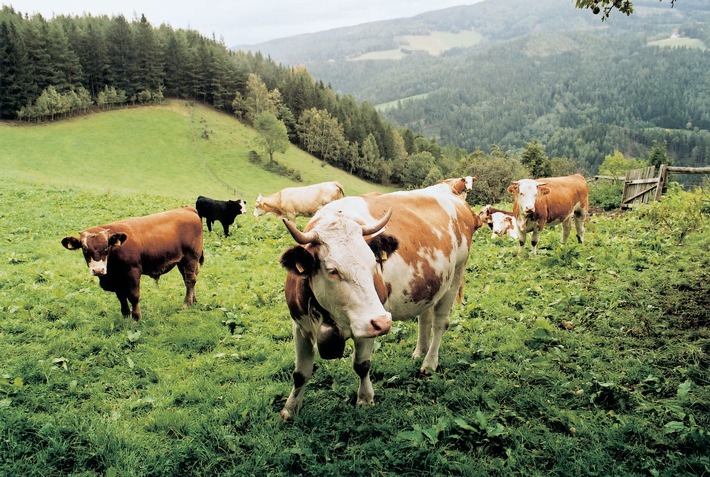 Unwetter und Überschwemmungen gefährden auch die Tierwelt. VIER PFOTEN gibt Tipps wie man Tieren vorbeugend helfen kann.