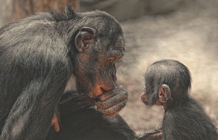 &quot;Keine Menschenaffen mehr in Zoos!? NATIONAL GEOGRAPHIC DEUTSCHLAND unterstützt die Forderung von Affenrechtlern nach Grundrechten für Gorillas, Bonobos, Orang-Utans und Schimpansen (BILD)
