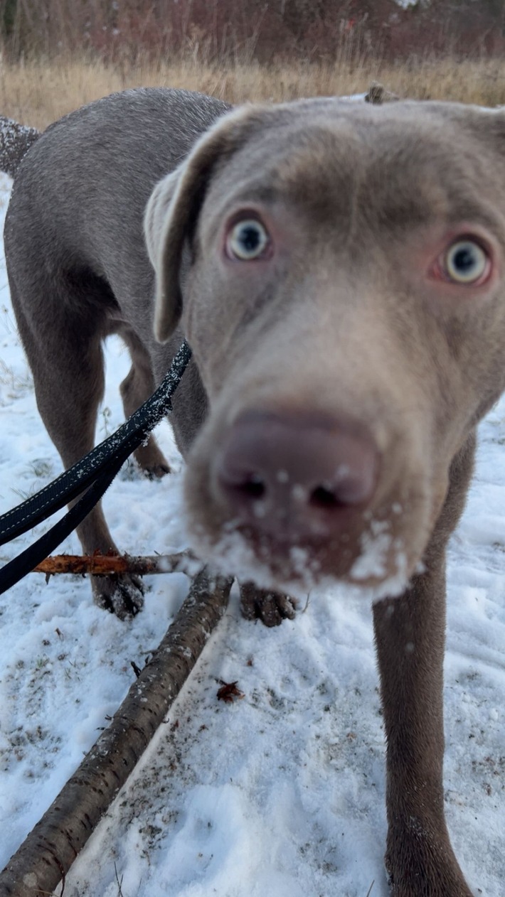 LPI-EF: Hundehalter gesucht