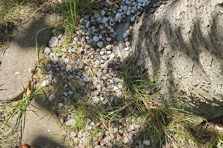 Ursachen und Auswirkungen verdichteter Böden an Baumstandorten