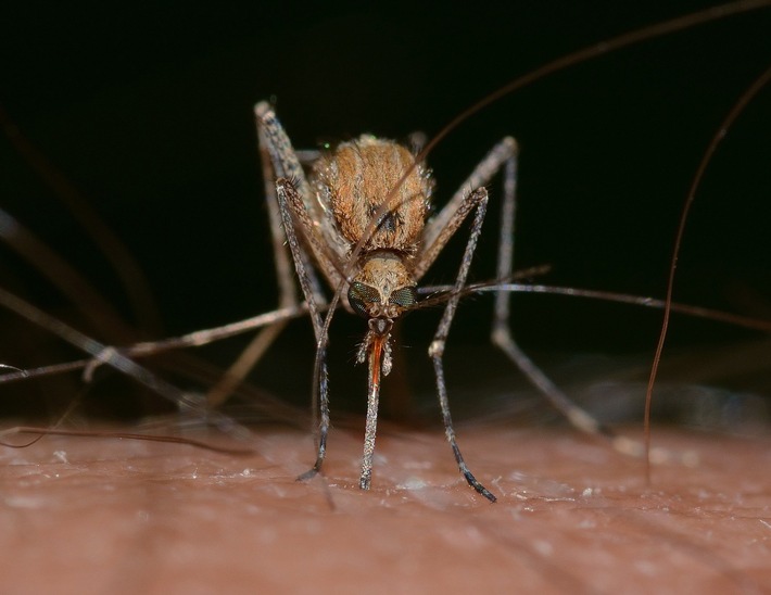 Medienmitteilung: Die Mücken stechen los – eine Allergie ist aber selten
