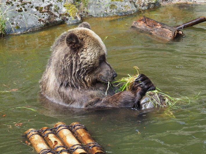 En été, même les ours cherchent à rester au frais