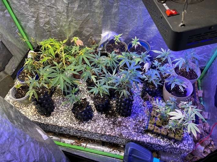 Kripo Köln stellt gestohlene IPads sicher und erntet Cannabis-Plantage ab 2 Cannabis-Aufzuchtstation Eifgenweg