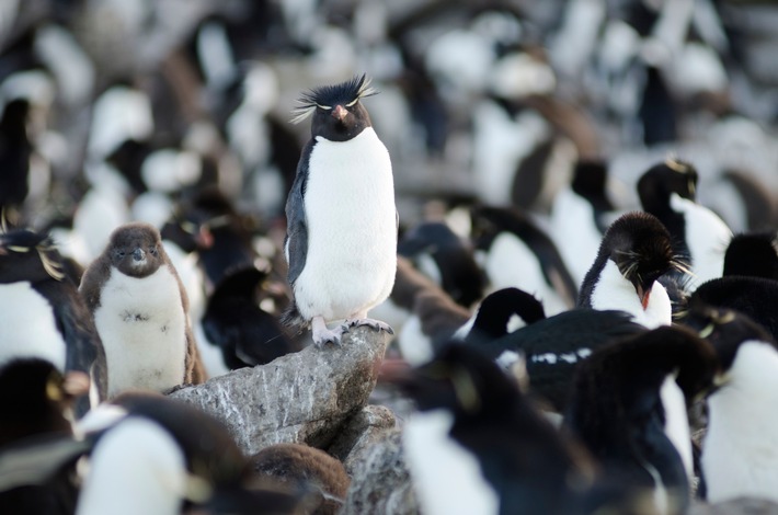 Fressen und gefressen werden: Fünfteilige 3sat-Naturdokumentation "Wildes Überleben"