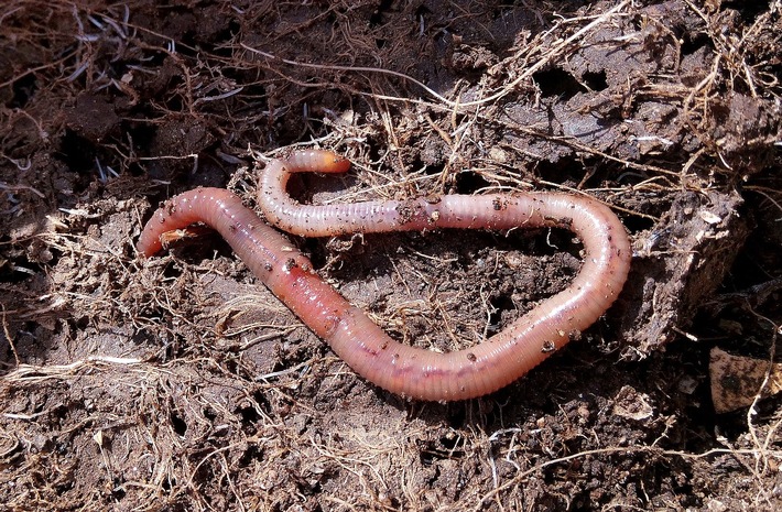 ++ Da ist der Wurm drin: Regenwürmer leisten viel für Mensch und Natur – Tag des Regenwurms: Pestizide, Gülle, Verdichtung machen ihm zu schaffen | BUND-Spezial Boden ++