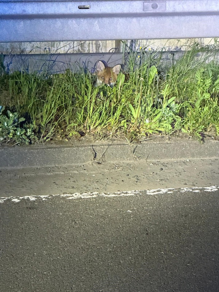 POL-SI: "Tierisch Glück gehabt": Polizei rettet Fuchswelpen von der HTS - #polsiwi