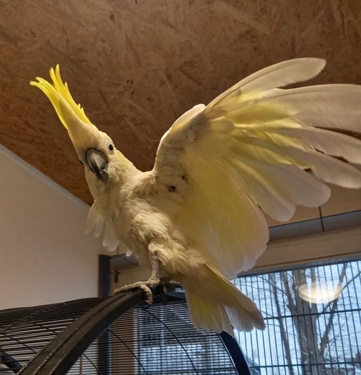POL-SE: Nahe - Fund eines ausgesetzten Papageienvogels - Tier wohlauf im Tierheim - Polizei sucht Tierhalter und Zeugen
