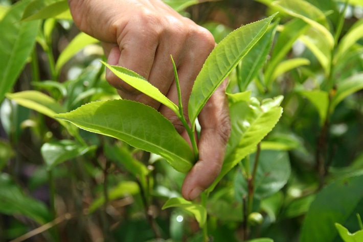 ÖKO-TEST: Bio-Darjeeling-Schwarztee der GEPA mit gut ausgezeichnet / Alle konventionellen Tees mit Pestiziden verunreinigt; fünf Anbieter mit Note ungenügend