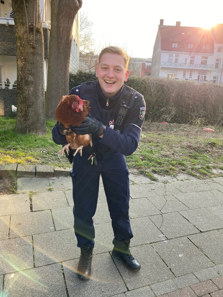 POL-BO: Entlaufene Hühner auf dem Westring von Polizei "festgenommen"