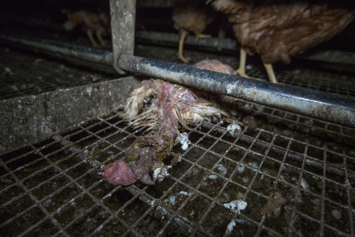 Eierproduktion im Kreis Recklinghausen: Landwirt lässt zahlreiche tote Tiere im Stall verwesen - Tierrechtsverein deckt Missstände auf