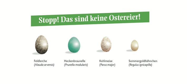 Finger weg: Nicht jedes Ei ist ein Oster-Ei / Deutsche Wildtier Stiftung: Jetzt liegen in Vogelnestern lauter bunte Eier