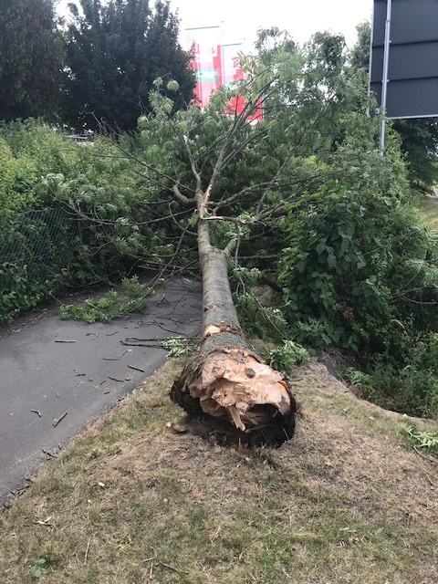 POL-KS: Unfallflucht: Umgestürzter Baum kracht auf Baumarktzaun;
Polizei sucht LKW und genaue Unfallzeit