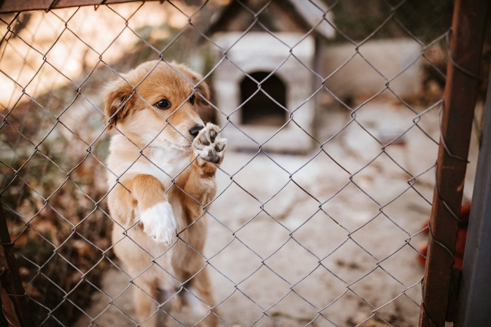 Import von Hunden - Tierschutz oder Geschäft? / Julia Klöckner mahnt: Tiere gibt es nicht zum Schnäppchenpreis