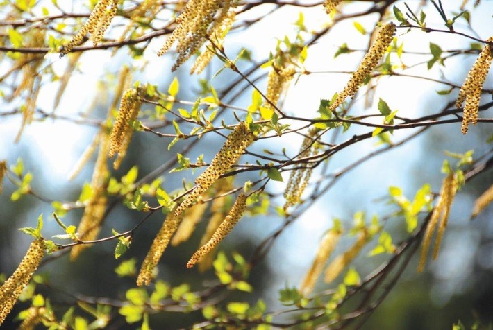 Medienmitteilung: Die Birke blüht und produziert besonders viele Pollen