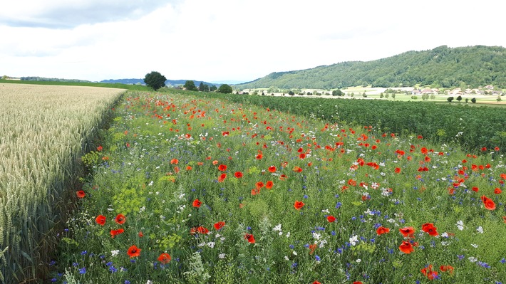 Ridurre i pesticidi con le strisce fiorite: Lidl Svizzera sostiene il progetto di ricerca della Confederazione