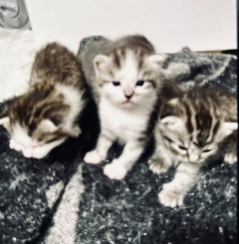 POL-DA: Fürth: Wohnungseinbruch/Fünf Katzenbabys erbeutet - Polizei sucht Zeugen